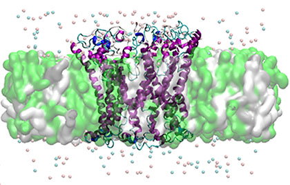 This image shows a predicted ring oligomer of one of the mutant forms of alpha-synuclein (A53T) embedded in the cell membrane. This mutated protein is found in patients suffering from Parkinson's disease. Such oligomers may lead to formation of pores in the membrane and eventual cell death. Image: Igor Tsigelny, UCSD/SDSC.