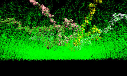 This image shows a construction of a possible ring oligomer position in the cell membrane after four nanoseconds of molecular dynamics simulations. Image courtesy of Igor Tsigelny, San Diego Supercomputer Center and Department of Neurosciences, UC San Diego.