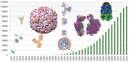 The number of structures available in the PDB per year, as of May 14, 2014. Highlighted examples include myoglobin (1; PDB ID 1mbn), the first structure solved by X-ray crystallography, and small enzymes (2; top: 4pti, bottom right: 2cha, bottom left: 3cpa). As technologies developed, the archive grew to host examples of tRNA (3; 6tna), viruses (4; 4rhv), antibodies (5; 1igt), protein-DNA complexes (6; top to bottom, 1j59, 1tro, 2bop, 1aoi), ribosomes (7; 1fjg, 1fka, 1ffk), and chaperones (8; 1aon). Image courtesy of wwPDB