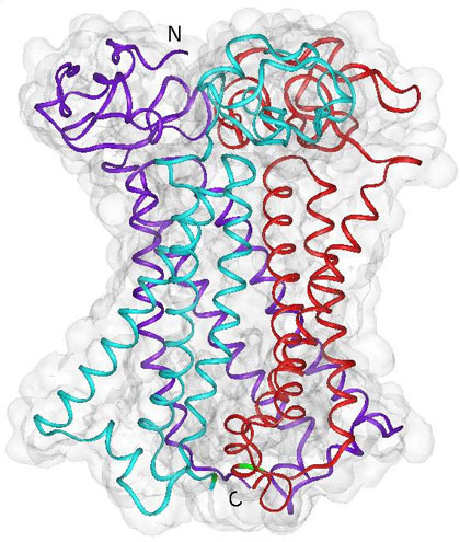 Researchers at UC San Diego used experimental results and modeling studies to discover that the human copper transporter protein forms a trimer (purple, aqua, and red) in a cell’s membrane, with one end (top) extending outside the cell and the other end (bottom) extending into the cell’s cytoplasm. Image courtesy of Igor Tsigelny, San Diego Supercomputer Center and Department of Neurosciences, UC San Diego.