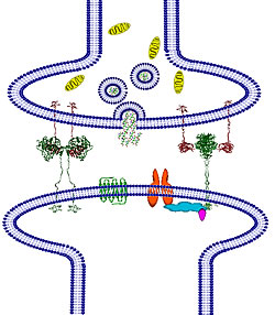 Neuroligin/neurexin complex in the synapse