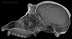 CT scans are composed of a 3D stack of data 'slices.' This image of a chimpanzee skull shows one &lsquo;slab or a subset of slices, displayed as a virtual cut-away out of the complete data set. Digitally manipulating CT scans in this manner allows researchers worldwide to perform analyses without ever handling or possibly degrading the actual physical specimen. Source: John L. Moreland, San Diego Supercomputer Center, UC San Diego.