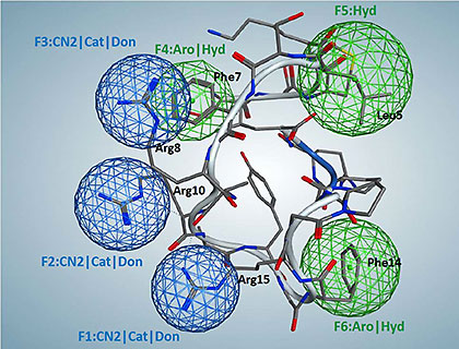 Catestatin-mimic pharmacophore model. Pharmacophore centers correspond to hydrophobic residues Leu5, Phe7, and Phe14; and positively charged residues Arg8, Arg10, and Arg15. Green circles represent hydrophobes and aromatic/hydrophobic features, while dark-blue circles represent NCN+ groups/cations/H-bond donors. Ribbon diagram and three-dimensional residue structures belong to superimposed catestatin. Image courtesy of Valentina Kouznetsova, UC San Diego.