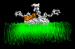 Molecular modeling of hybrid a-syn (white) and Abeta (orange) oligomer in plasma membrane of affected neuron.