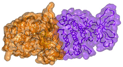 Surface presentation of the active dimer of the EGFR kinase subunits. Note the close complementary interaction of the subunits.