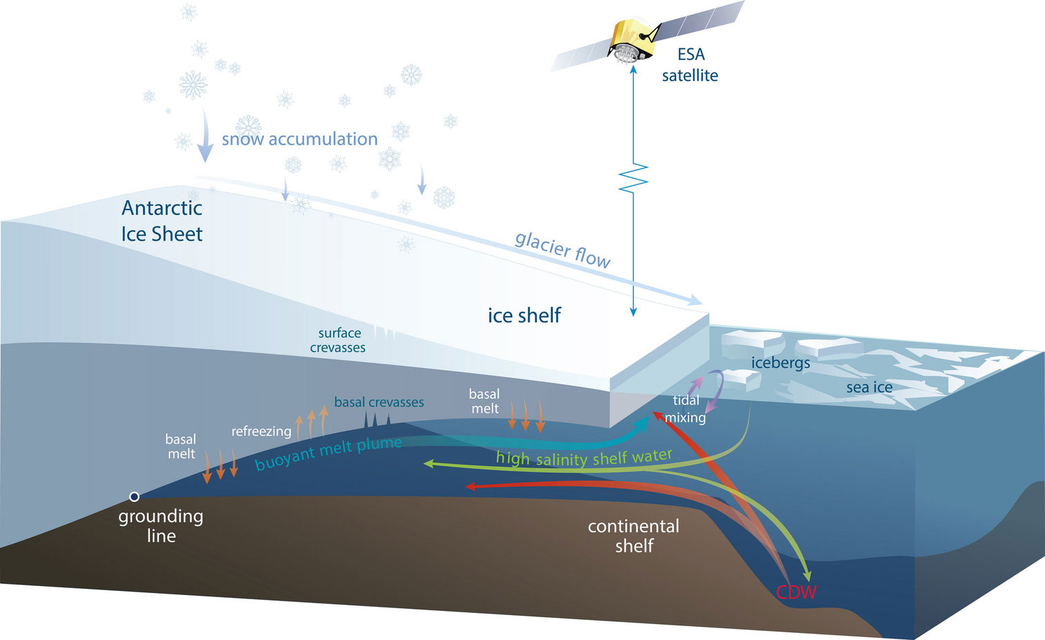 Schematic diagram of an Antarctic ice shelf showing the processes causing the volume changes measured by satellites. Ice is added to the ice shelf by glaciers flowing off the continent and by snowfall that compresses to form ice. Ice is lost when icebergs break off the ice front, and by melting in some regions as warm water flows into the ocean cavity under the ice shelf. Under some ice shelves, cold and fresh meltwater rises to a point where it refreezes onto the ice shelf. 