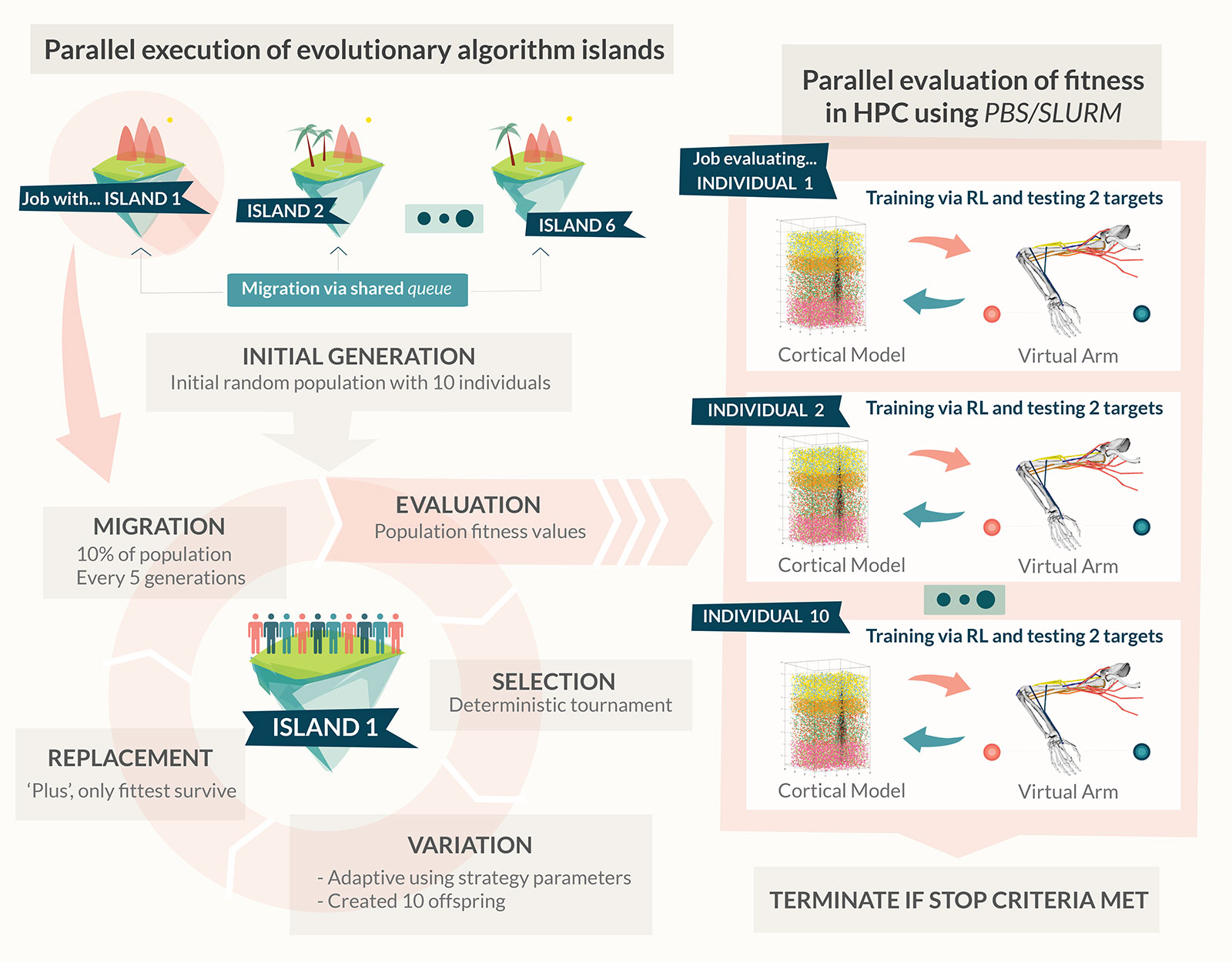 Parallel HPC implementation of the evolutionary algorithm. A population of 60 individuals is divided into 6 islands and evolved independently. Each individual represents an instance of the neuroprosthetic system with a set of learning metaparameters. Individuals are periodically migrated between islands to increase diversity. Individuals are selected for reproduction and their genes are mutated to create new offspring. New individuals are evaluated to obtain their fitness values. Evaluation of fitness functions occurs in parallel in the HPC using PBS/SLURM, with each evaluation consisting of training the motor system model via reinforcement learning (RL), and testing its reaching performance to each of the targets. Only fittest individuals are allowed to survive after each generation, which results in the optimization of genes (model metaparameters). Reproduced with permission from Dura-Bernal et al. 2017 (IBM Journal of Research and Development)