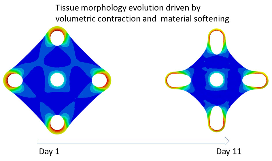 PR20220802_tissue_remodeling_vis.jpg