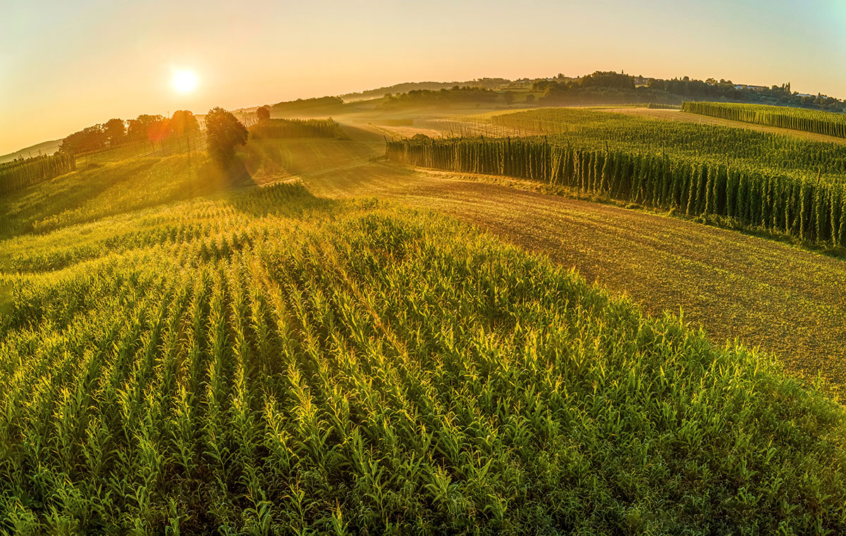 Sunrise over rolling crop fields.