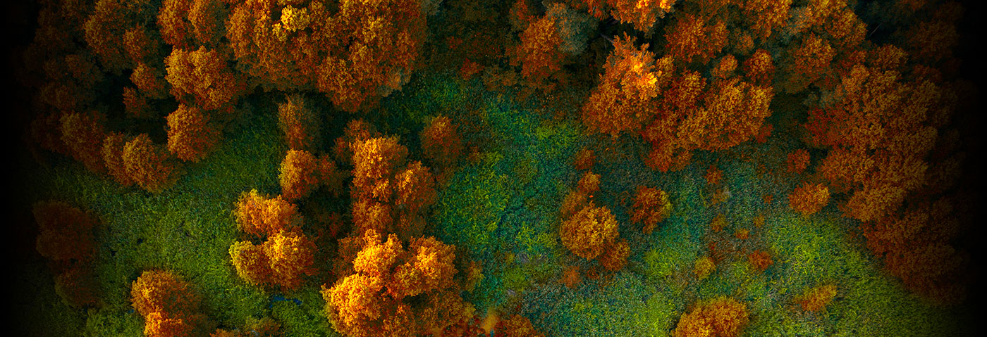 Aerial view of a forest.