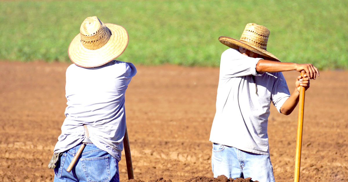 Farmworkers working in the fields on a hot, sunny day. 