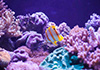 clown fish in coral reef