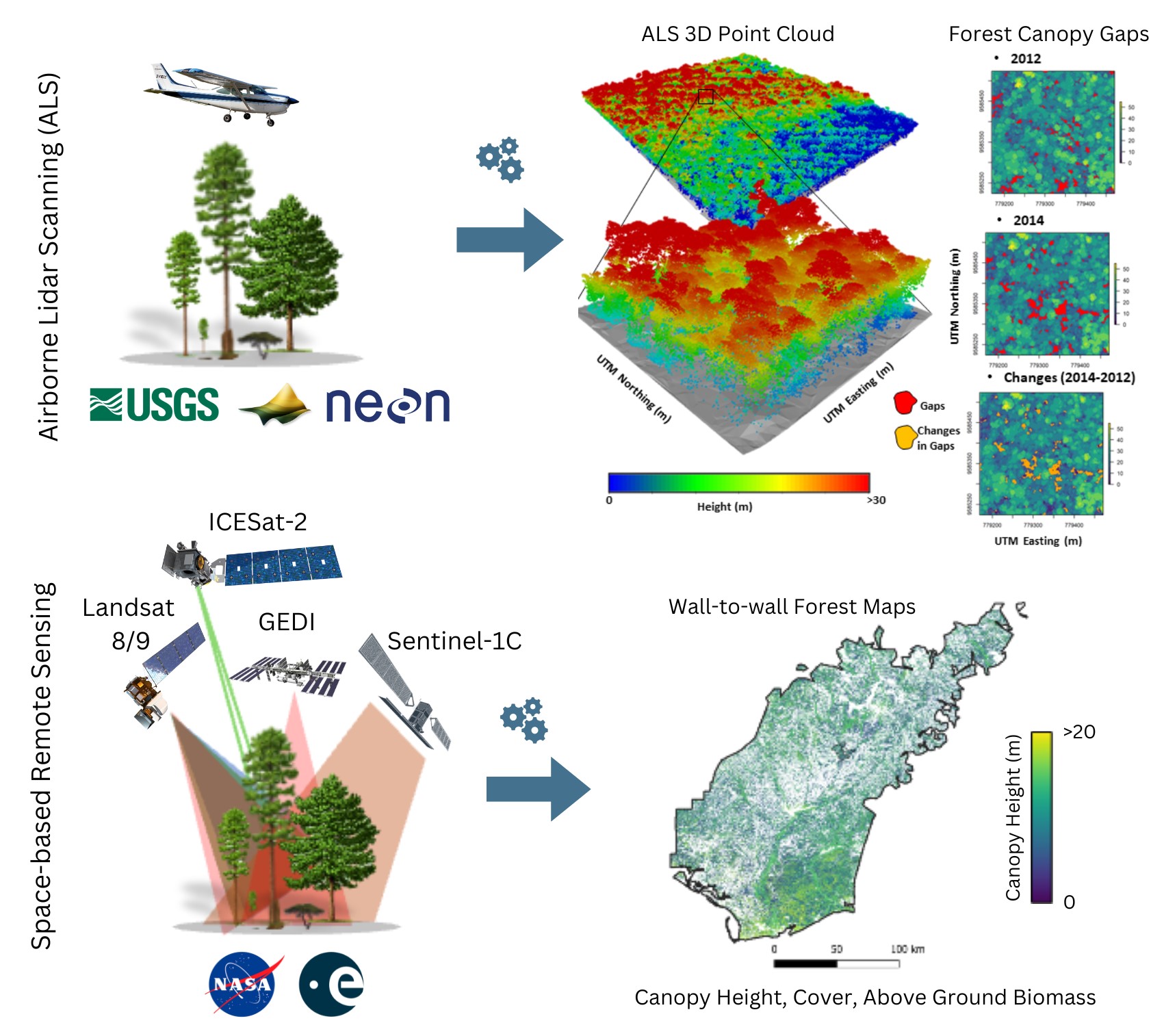 Two distinct data and processing workflows in OpenForest4D - 1. Airborne lidar data sources to produce grid-level (e.g., canopy height) and tree-level (e.g., crown height/diameter) forestry products and 2. Spaceborne data products to produce grid-level (e.g., canopy cover, above ground biomass) forestry products.