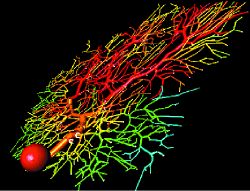 GENESIS simulation of a Purkinje neuron