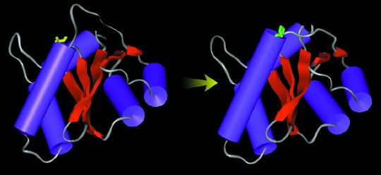 HIV-1 integrase