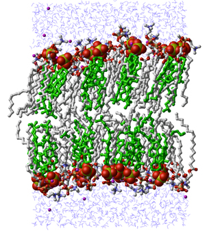 Cholesterol Sulfate in a Membrane