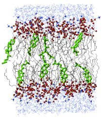 Lipid Bilayers with Low Cholesterol Content