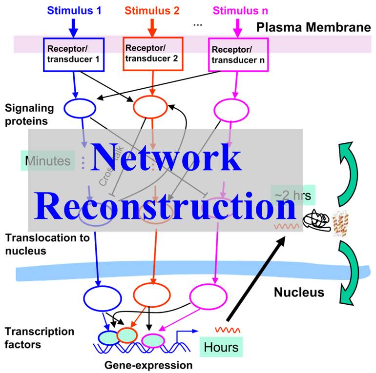 Network Reconstruction