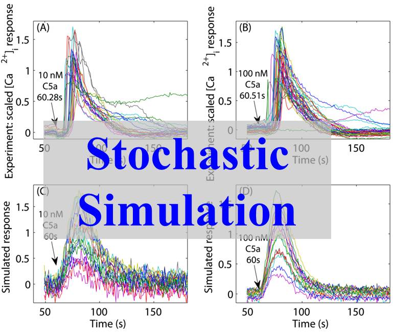 Stochastic Simulation